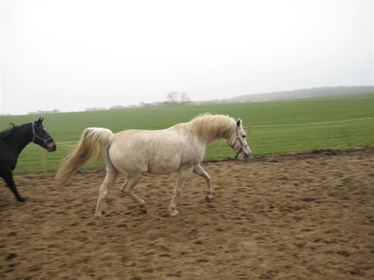 Arabisk fuldblod (OX) Cynthia ox 2172 billede 15