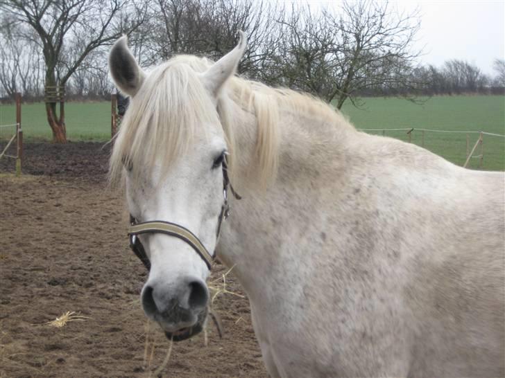 Arabisk fuldblod (OX) Cynthia ox 2172 billede 16