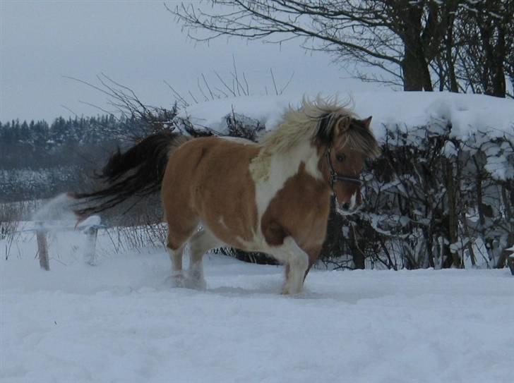 Anden særlig race ••((¯`» Beauty «´¯))•• billede 14