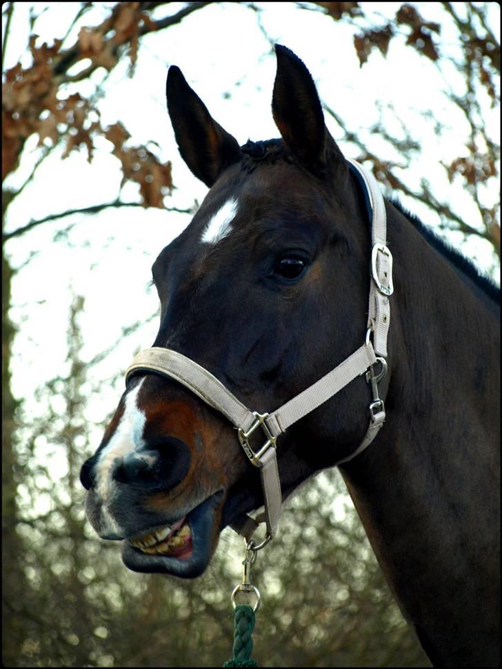 Dansk Varmblod Kærsholms Cassandra SOLGT billede 2