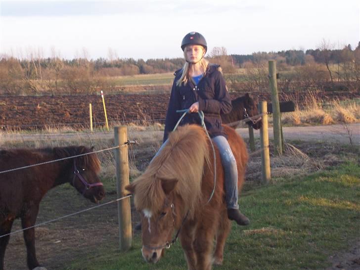 Islænder Aldis Fra Lundebakkegård billede 19