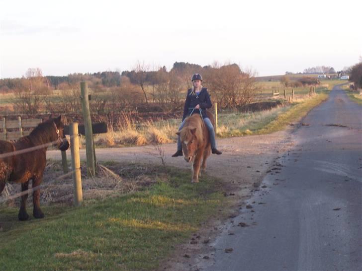 Islænder Aldis Fra Lundebakkegård billede 20