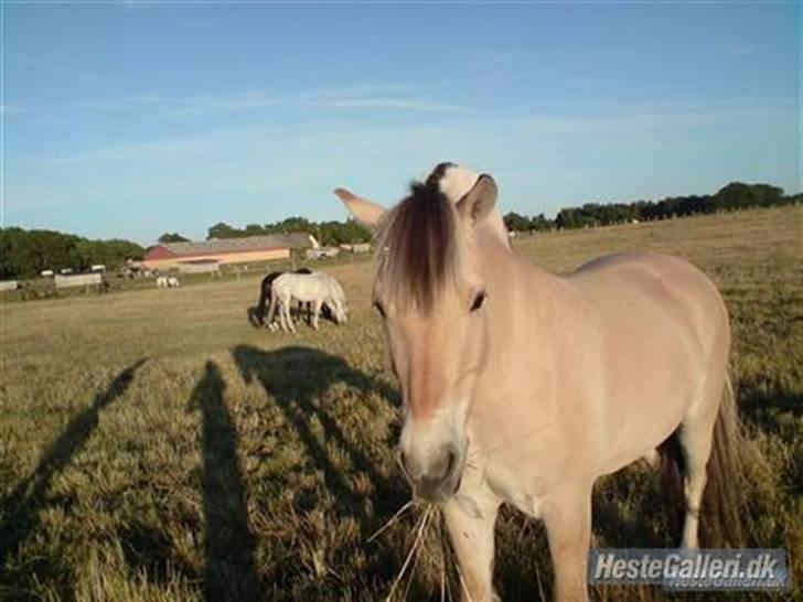 Fjordhest Laban *Min Bamse* <3 billede 20