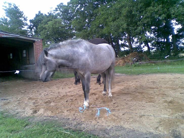 Anden særlig race Lille Gut Solgt billede 7