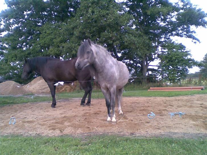 Anden særlig race Lille Gut Solgt billede 8