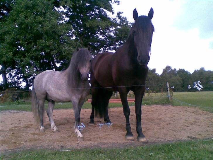 Anden særlig race Lille Gut Solgt billede 9