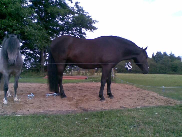 Anden særlig race Shadow billede 10