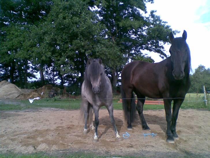Anden særlig race Shadow billede 11