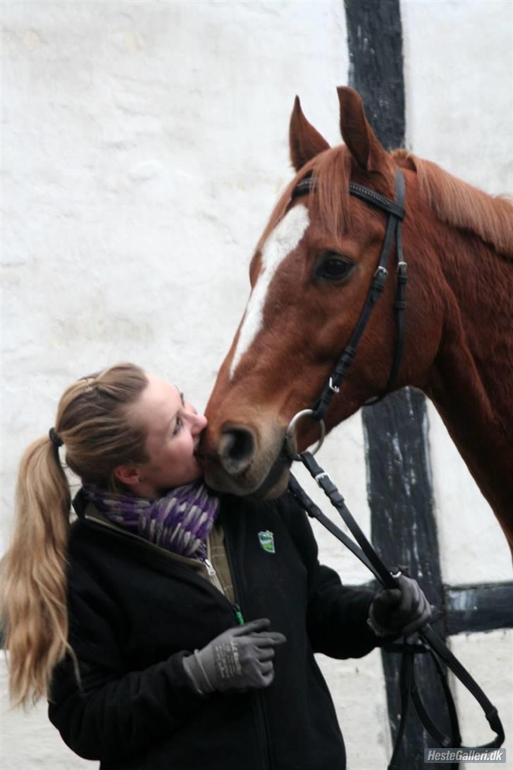 Fuldblod (XX) Maphard - Hyggedag. Jeg må endda bide ham i mulen :)  billede 25