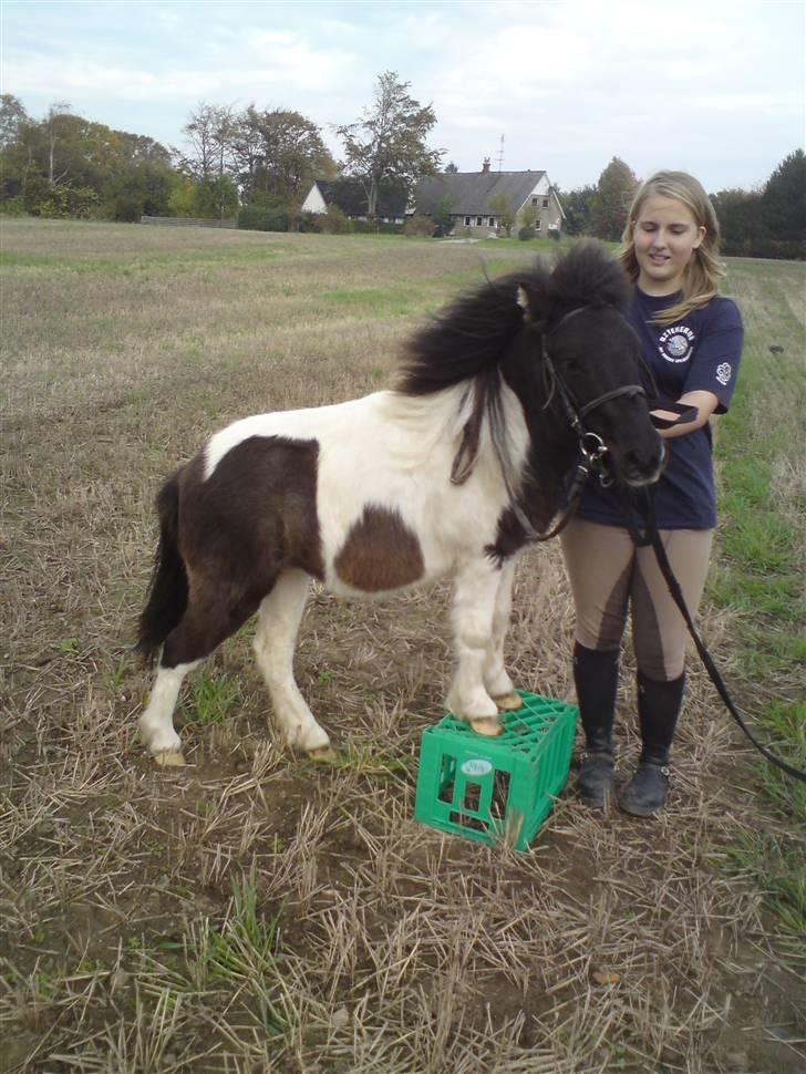 Shetlænder ' Fiona<'3 - 2* en lille tryllekunst billede 2