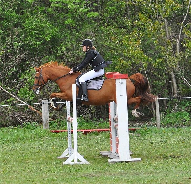 Tysk Sportspony Celette  - LA BOOR 2010 - Når ponyen redder ens røv. billede 9