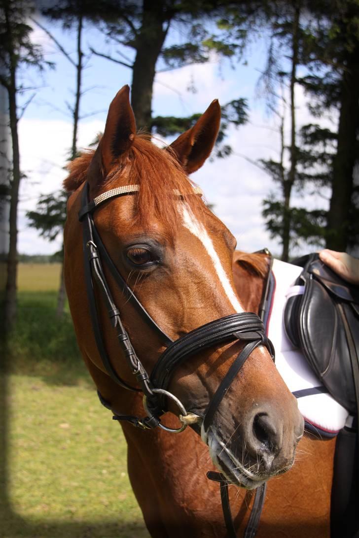 Tysk Sportspony Celette  - SRR 2009 billede 10