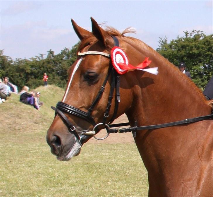 Tysk Sportspony Celette  - RØK Cup vinder 2009 billede 11