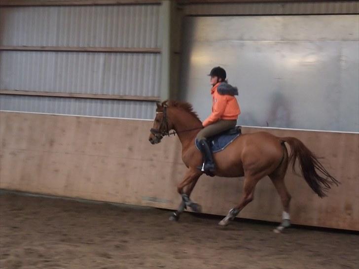 Tysk Sportspony Celette  - Marts, 2009 billede 12