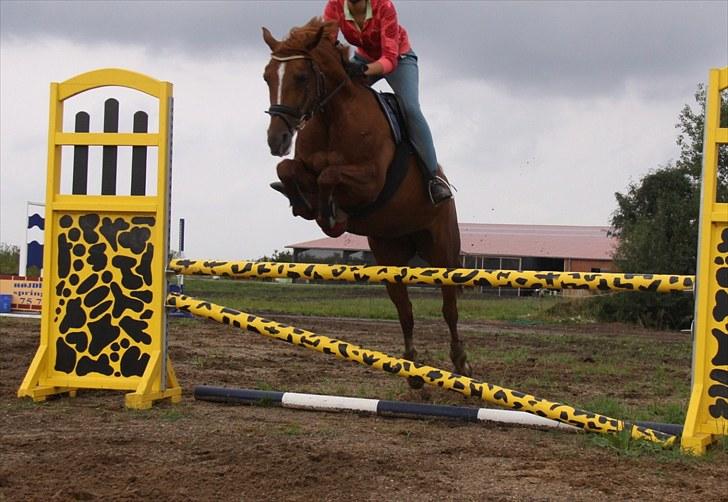 Tysk Sportspony Celette  - August, 2010. Sejeste pony nogensinde :) billede 13