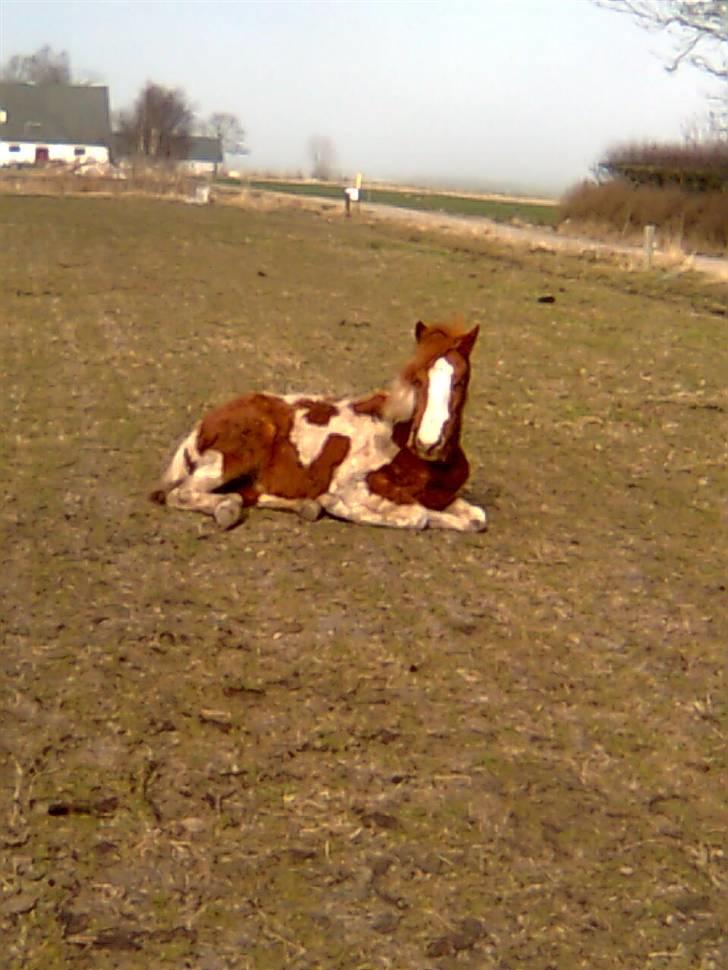 Anden særlig race Højersmindes Mitzy billede 10