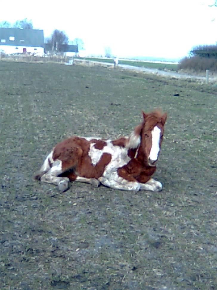 Anden særlig race Højersmindes Mitzy billede 11