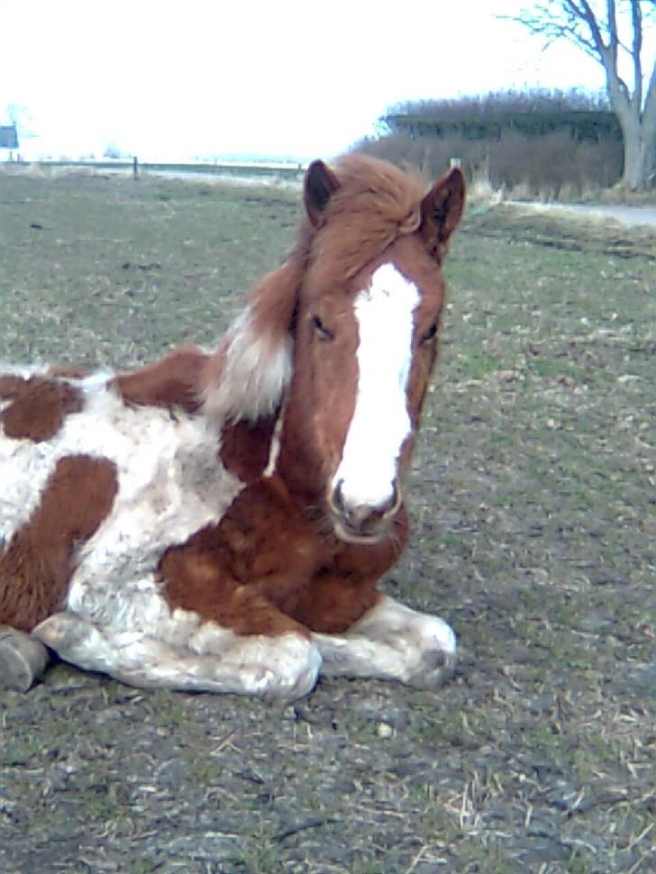 Anden særlig race Højersmindes Mitzy billede 12