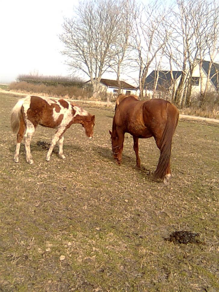 Anden særlig race Højersmindes Mitzy billede 13