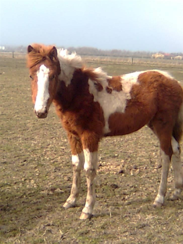 Anden særlig race Højersmindes Mitzy billede 14