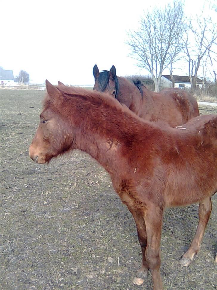 Anden særlig race Højersmindes Figther billede 10
