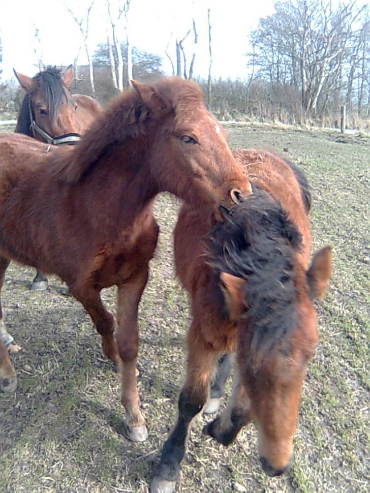 Anden særlig race Højersmindes Figther - Haha nu har jeg dig Lightning billede 8