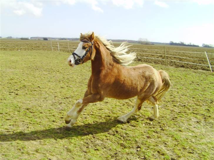 Welsh Pony (sec B) Allégaardens Finess SOLGT - lidt galop billede 9