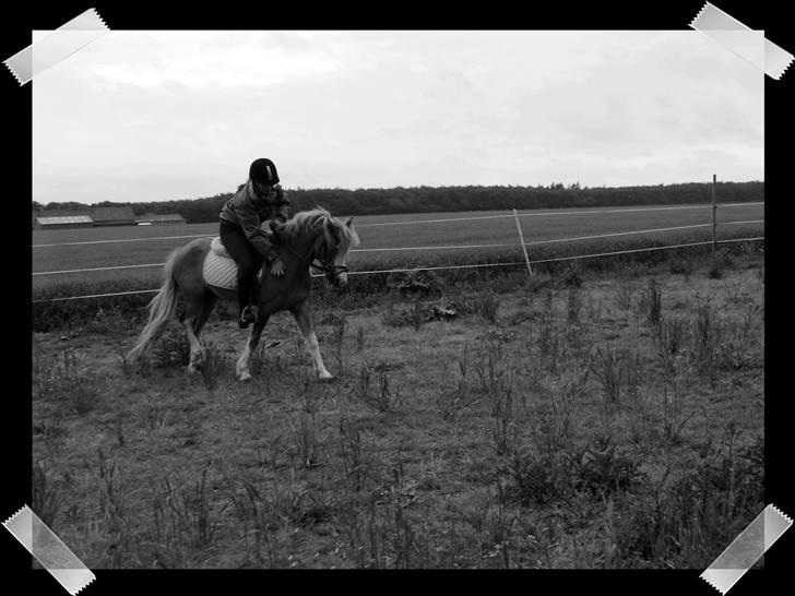 Welsh Pony (sec B) Allégaardens Finess SOLGT - hun var dygtig efter træning :) billede 10