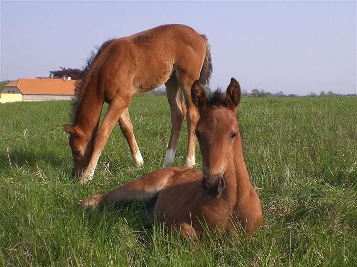 Dansk Varmblod Alby's Cocio billede 5