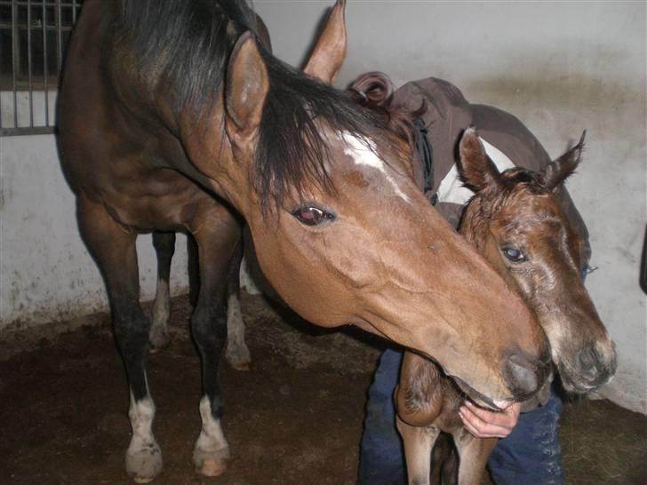 Dansk Varmblod Alby's Cocio billede 6