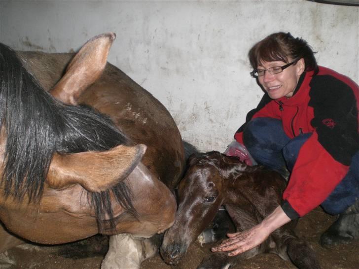 Dansk Varmblod Alby's Cocio billede 7