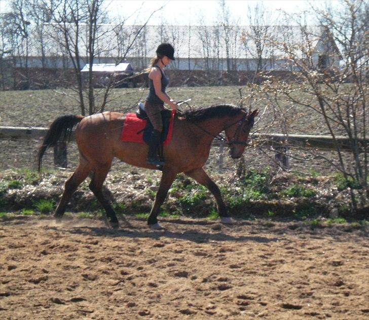 Anden særlig race Imagin Spot Morsbøl(Aflivet) - Min fine dreng! billede 6