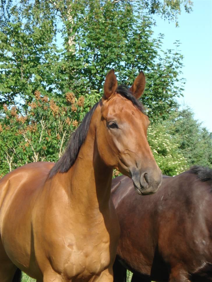 Anden særlig race Imagin Spot Morsbøl(Aflivet) - Smuk! billede 9