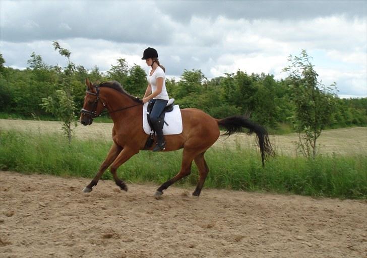 Anden særlig race Imagin Spot Morsbøl(Aflivet) - Min dejlige dreng <3 billede 12