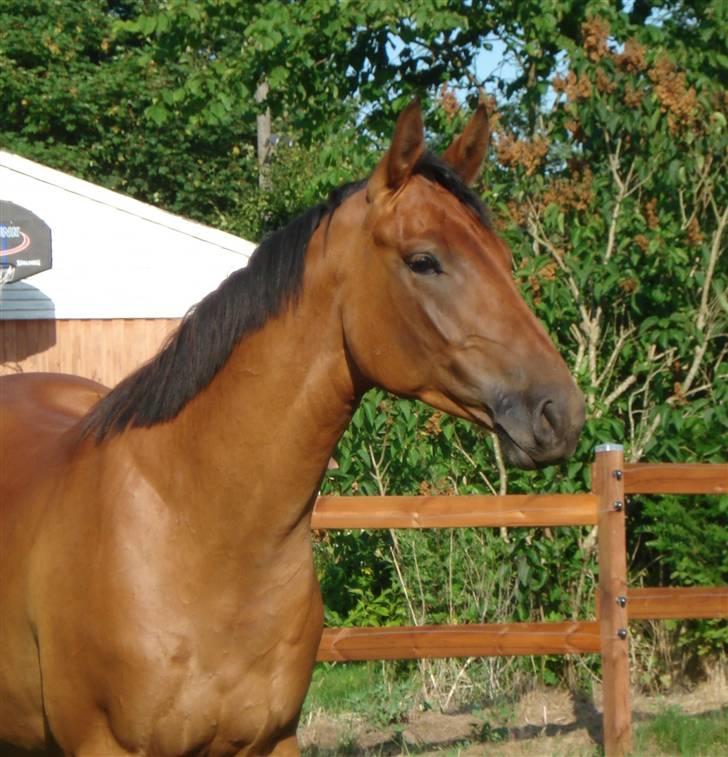 Anden særlig race Imagin Spot Morsbøl(Aflivet) - Min for evigt! billede 14