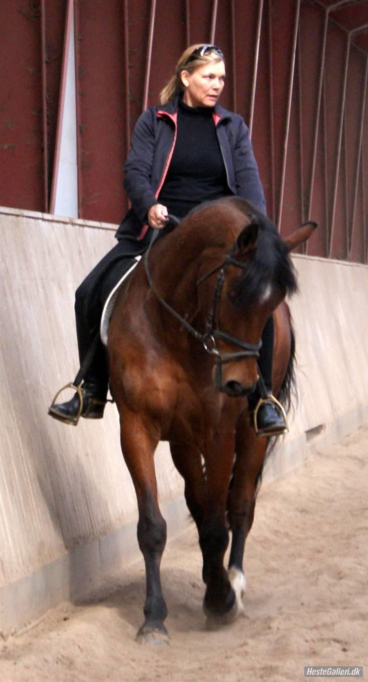 Dansk Varmblod Herkules (Filur) billede 18