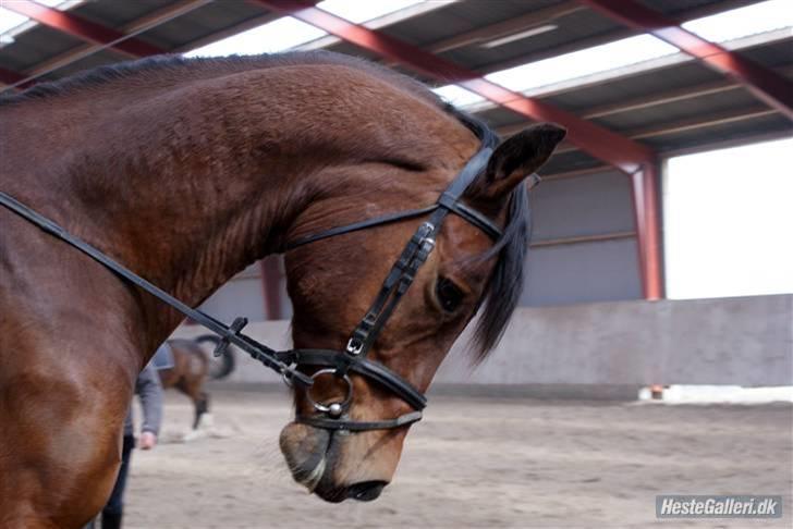 Dansk Varmblod Herkules (Filur) billede 19