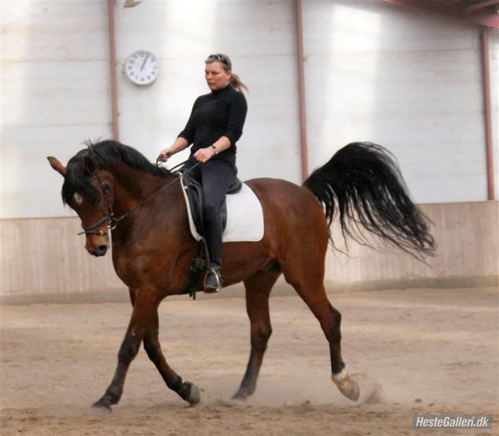 Dansk Varmblod Herkules (Filur) billede 20