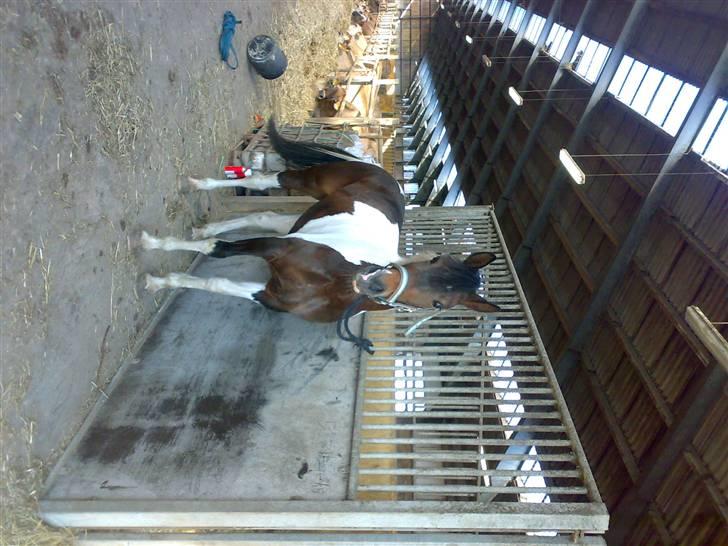 Anden særlig race *Plet*  billede 12