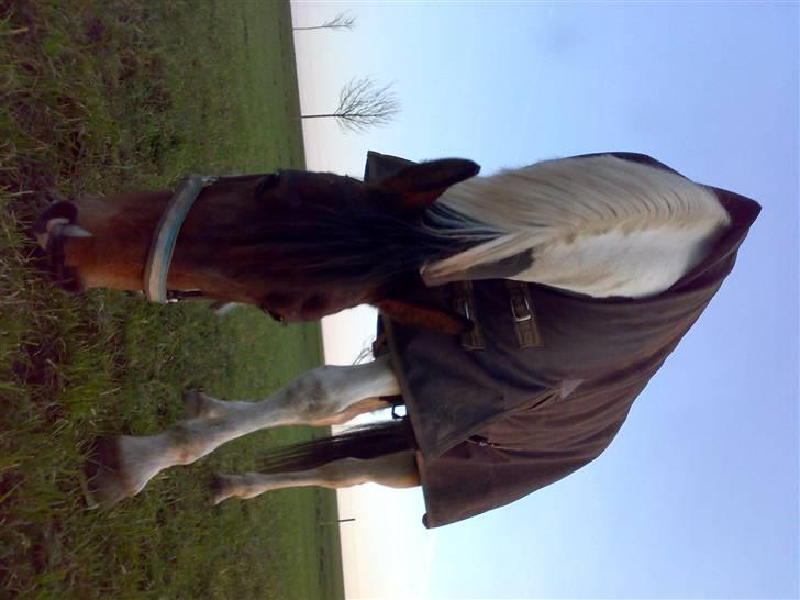 Anden særlig race *Plet*  billede 14