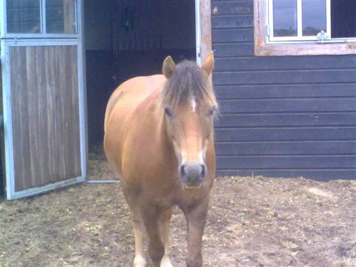 New Forest Chappy - Solgt&Savnet! <3 - 19)    Åhh, er lidt træt efter ridningen.. billede 19
