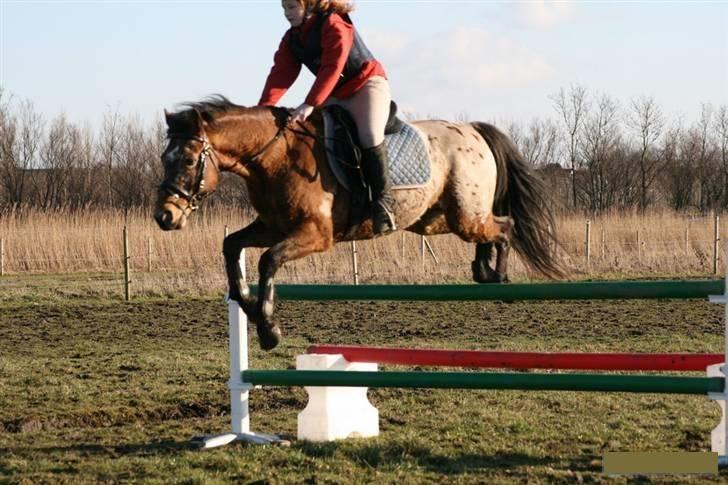 Knabstrupper Aastrupgaards Thor Gl. - 94 cm billede 16