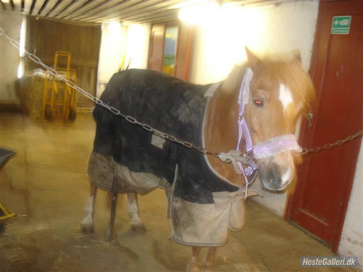 Anden særlig race picasso<3(gl.part:( !!!!) billede 3