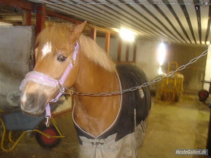 Anden særlig race picasso<3(gl.part:( !!!!) billede 4