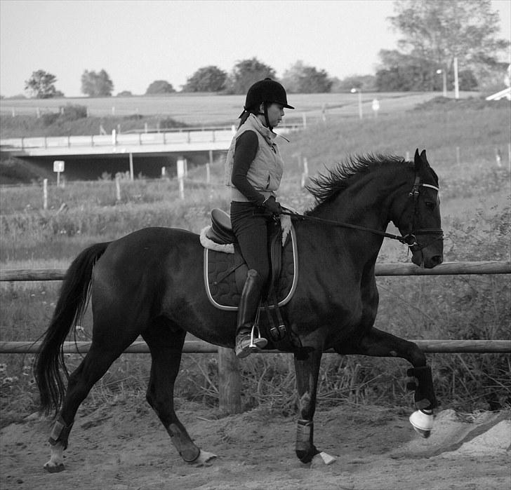 Hannoveraner Don Walou  - Ægte kærlighed <3 ....  billede 6