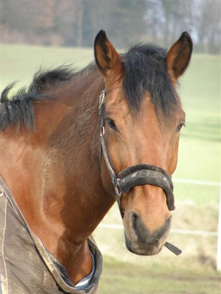 Anden særlig race Thor - Thor er såååå sød <33 hehe ;p <33 Foto: Pia Lundberg :D billede 5