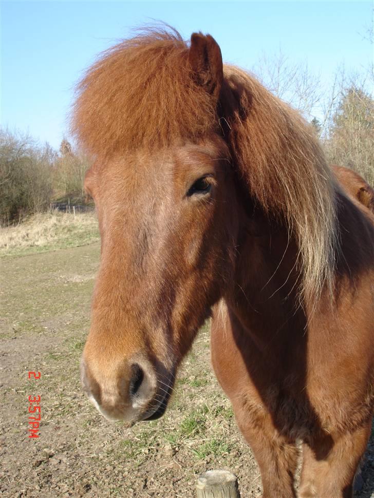Islænder Vignir  - Søde lille Vignir :D billede 1