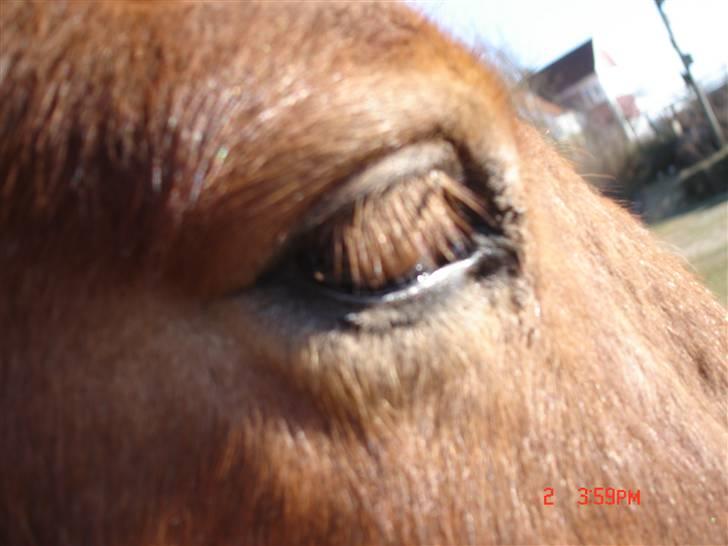 Islænder Vignir  - Hans lille søde brune øje! <3 billede 5