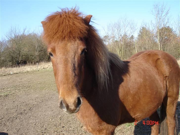 Islænder Vignir  - Se lige hans pandelok! <3 :P billede 7