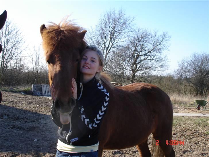 Islænder Vignir  - Vignir man rækker ikke tunge til kameraet :P billede 11